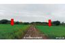 Land for sale in Tha Mai Ruak, Phetchaburi