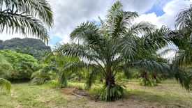 Land for Sale or Rent in Sai Thai, Krabi