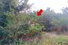 Land for sale in Chong Sarika, Lopburi