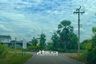 Land for sale in Na Mai, Pathum Thani