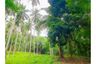 Land for sale in Na Mueang, Surat Thani