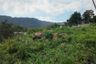 Land for sale in Mae Nam, Surat Thani