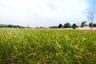 Land for sale in Wang Phong, Prachuap Khiri Khan