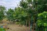 Land for sale in Bang Pakong, Chachoengsao