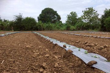 Land for sale in Ko Ta Liang, Sukhothai