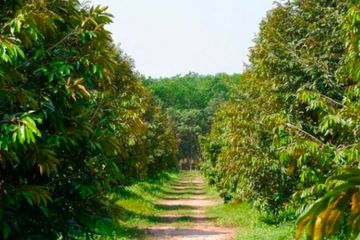 Land for sale in Nam Pen, Rayong