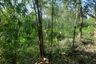 Land for sale in Yang Muang, Kanchanaburi