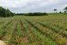 Land for sale in Nong Irun, Chonburi