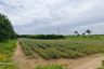 Land for sale in Nong Irun, Chonburi