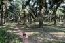 Land for sale in Nong Thale, Krabi