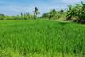 Land for sale in Khum Thong, Bangkok