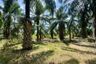 Land for rent in Ao Nang, Krabi