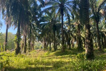 Land for sale in Tha Yu, Phang Nga