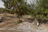 Land for sale in Takhian Tia, Chonburi