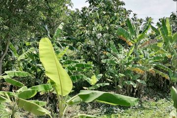 Land for sale in Bang Krang, Nonthaburi