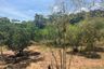 Land for sale in Tha Yu, Phang Nga