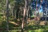 Land for sale in Tha Yu, Phang Nga