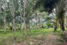 Land for sale in Bang Thong, Phang Nga