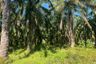 Land for sale in Tha Yu, Phang Nga