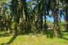 Land for sale in Tha Yu, Phang Nga