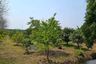 Land for sale in Khlong Yong, Nakhon Pathom