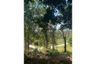 Land for rent in Mae Nam, Surat Thani