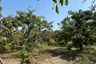 Land for sale in Pa Daet, Chiang Mai