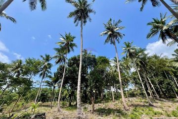 Land for sale in Lipa Noi, Surat Thani