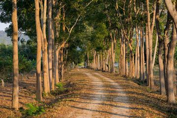 Land for sale in Ban Kao, Kanchanaburi