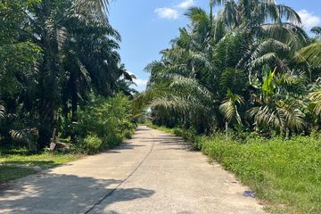 Land for sale in Bang Muang, Phang Nga