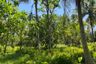 Land for sale in Tham, Phang Nga
