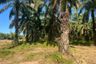 Land for sale in Tha Yu, Phang Nga
