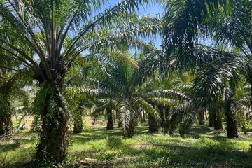 Land for sale in Bang Thong, Phang Nga