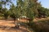 Land for sale in Sa Nok Kaeo, Roi Et