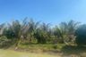 Land for sale in Wang Chaphlu, Kamphaeng Phet