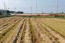 Land for sale in Laem Pradu, Chachoengsao