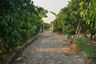 Land for sale in Si Bua Ban, Lamphun