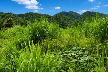 Land for sale in Tha Khlo, Saraburi