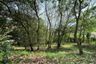 Land for sale in Mae Nam, Surat Thani