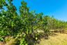 Land for sale in Mae Pu, Lampang