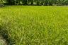 Land for sale in Nong Phrao Ngai, Nonthaburi