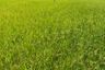 Land for sale in Nong Phrao Ngai, Nonthaburi