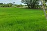 Land for sale in Nong Phrao Ngai, Nonthaburi