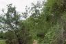 Land for sale in Wang Hin, Tak