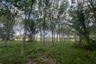 Land for sale in Khok Kloi, Phang Nga