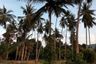 Land for sale in Mae Nam, Surat Thani