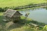 Land for Sale or Rent in Sikhio, Nakhon Ratchasima