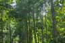 Land for sale in Takhian Tia, Chonburi