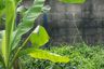 Land for rent in Bang Duan, Bangkok