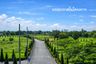 Land for sale in Han Kaeo, Chiang Mai